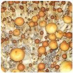 Псилоцибиновые (галлюциногенные)  грибы Psilocybin "Golden Teacher" в Болхове