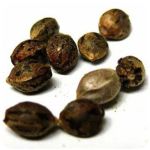 Семена марихуаны АК-47  (Seeds AK-47) в Болхове